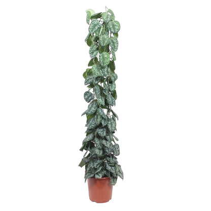 XL Kamerplant - Scindapsus Pictus Trebie Gaasrek - Pot Ø 27cm Hoogte ↕ 160cm