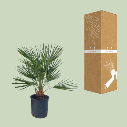 Buitenplant - Chamaerops Humilis - Pot Ø 22cm Hoogte ↕ 80cm