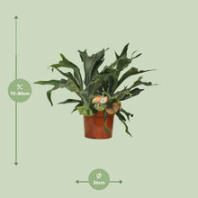 Kamerplant - Platycerium Bifurcatum - Pot Ø 26cm Hoogte ↕ 80cm