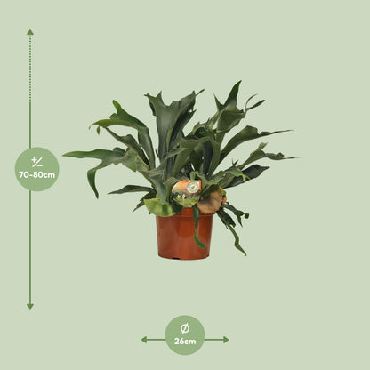Kamerplant - Platycerium Bifurcatum - Pot Ø 26cm Hoogte ↕ 80cm