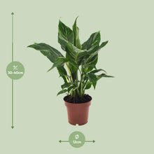 Kamerplant - Spathiphyllum Diamond - Pot Ø 12cm Hoogte ↕ 40cm