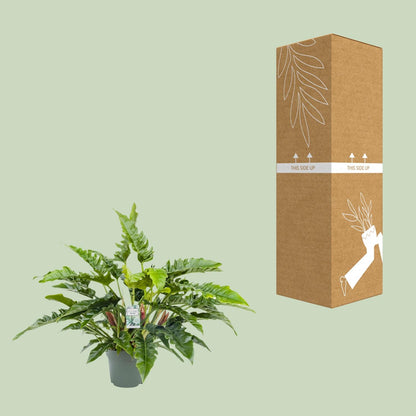 Kamerplant - Philodendron Rambo - Luchtzuiverend - Pot Ø 27cm Hoogte ↕ 65cm