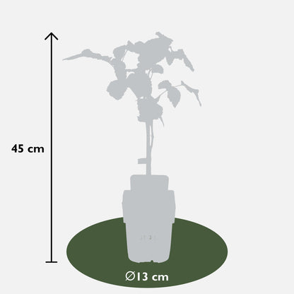 Buitenplant 3x Rubus mix - Bloeiend - Pot Ø 13cm Hoogte ↕ 45cm