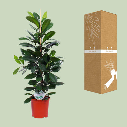 XL kamerplant - Ficus Cyathistipula - Pot Ø 21cm Hoogte ↕ 105cm