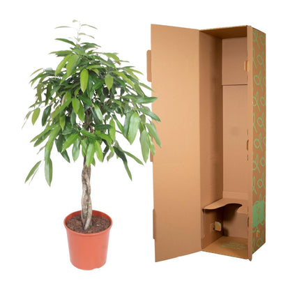 Kamerplant - Ficus Amstel King Gevlochten stam - Luchtzuiverend - Pot Ø 30cm Hoogte ↕ 140cm
