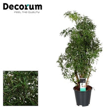 Kamerplant - Polyscias Hawaiiana Ming - Pot Ø 17cm Hoogte ↕ 65cm