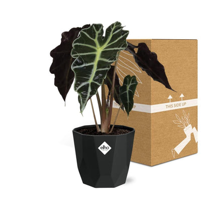 Kamerplant - Alocasia 'Polly' - Pot Ø 14cm