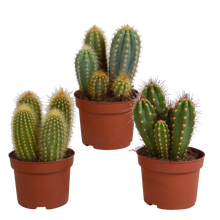 Kamerplant 3x Cereus mix - Kweekpot Ø 10,5cm
