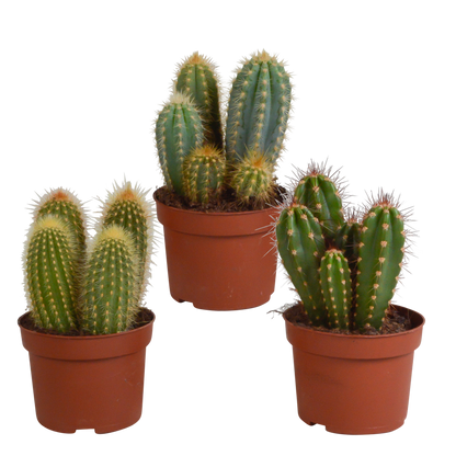 Kamerplant 3x Cereus mix - Kweekpot Ø 10,5cm