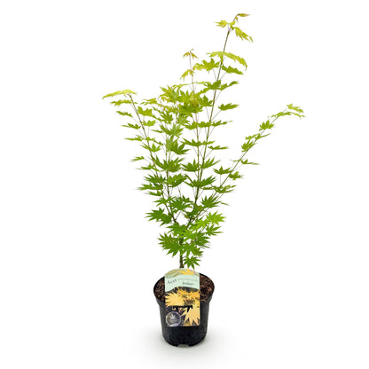 Buitenplant - Acer palmatum Jordan - Winterhard - Pot Ø 19cm Hoogte ↕ 70cm