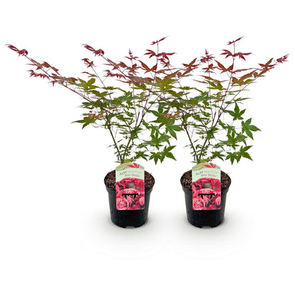 Buitenplant 2x Acer palmatum Beni Maiko - Pot Ø 19cm Hoogte ↕ 70cm
