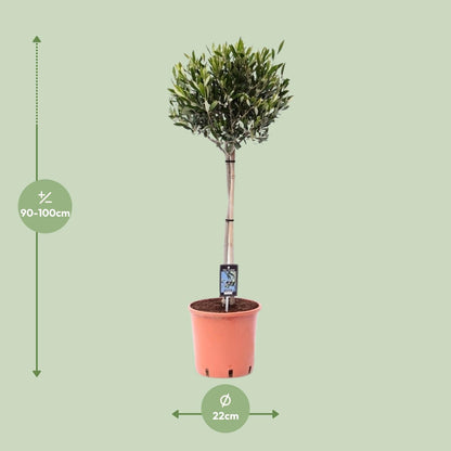 Buitenplant Olijfboom Olea - Mediterraan, Decoratief - Pot Ø 22cm Hoogte ↕ 100cm