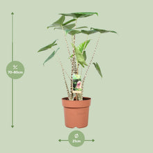 Kamerplant - Alocasia Zebrina - Pot Ø 21cm Hoogte ↕ 80cm