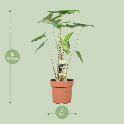 Kamerplant - Alocasia Zebrina - Pot Ø 21cm Hoogte ↕ 80cm