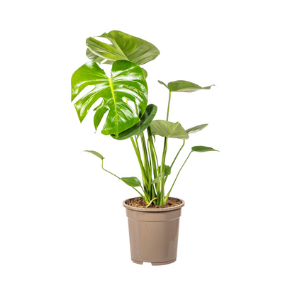 Kamerplant - Monstera Deliciosa Tauerii - Pot Ø 19cm Hoogte ↕ 70-90cm