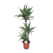 XL Kamerplant - Dracaena Warneckei - Pot Ø 24cm Hoogte ↕ 125cm