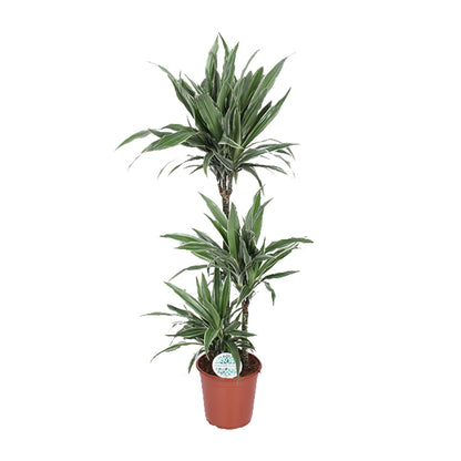 XL Kamerplant - Dracaena Warneckei - Pot Ø 24cm Hoogte ↕ 125cm