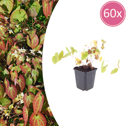 Buitenplant 60x Epimedium y. 'Niveum' - Pot Ø 9cm Hoogte ↕ 10-25cm
