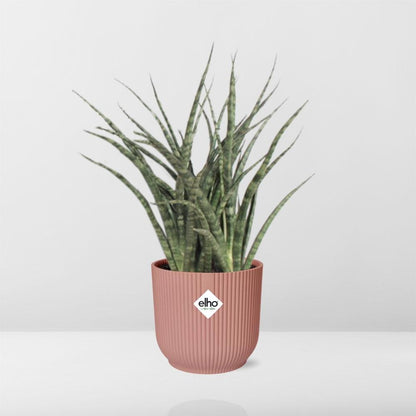 Kamerplant - Sansevieria Fernwood Punk - Pot Ø 14cm