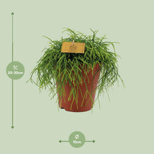Kamerplant - Rhipsalis Cashero - Pot Ø 15cm Hoogte ↕ 25cm