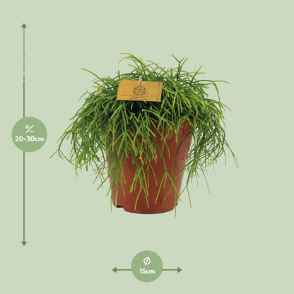 Kamerplant - Rhipsalis Cashero - Pot Ø 15cm Hoogte ↕ 25cm