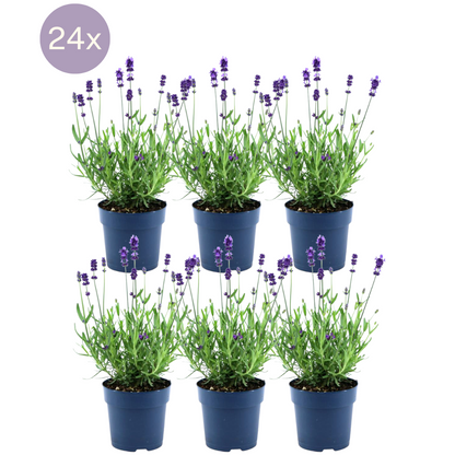 Buitenplant 24x Lavandula angustifolia Felice® - Bloeiend - Pot Ø 12cm Hoogte ↕ 25cm