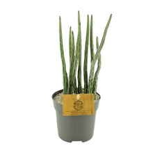 Kamerplant - Senecio Stapeliaeformis - Pot Ø 10,5cm Hoogte ↕ 15cm