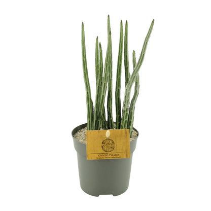Kamerplant - Senecio Stapeliaeformis - Pot Ø 10,5cm Hoogte ↕ 15cm