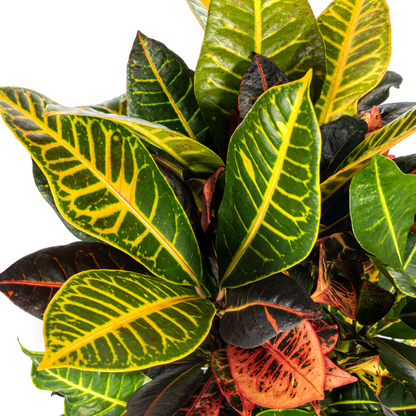 Kamerplant - Codiaeum 'Croton' Petra - Pot Ø 17cm Hoogte ↕ 40-60cm