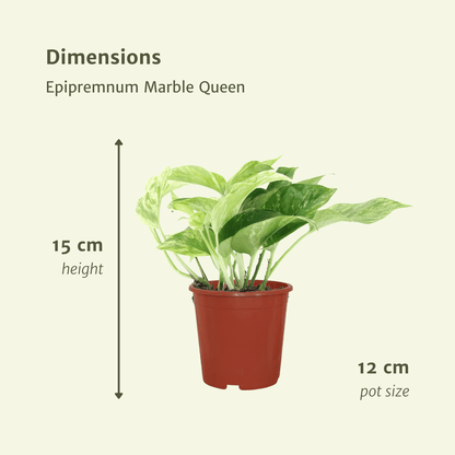 Kamerplant 4x Epipremnum Marble Queen - Pot Ø 12cm Hoogte ↕ 15cm
