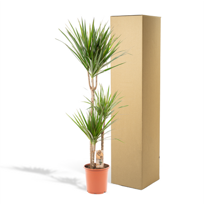 XL kamerplant - Dracaena Marginata - Pot Ø 21cm Hoogte ↕ 110cm