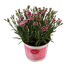 Buitenplant - Dianthus 'Pink Kisses' - Bloeiend - Pot Ø 17cm Hoogte ↕ 40cm