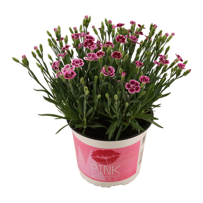 Buitenplant - Dianthus 'Pink Kisses' - Bloeiend - Pot Ø 17cm Hoogte ↕ 40cm