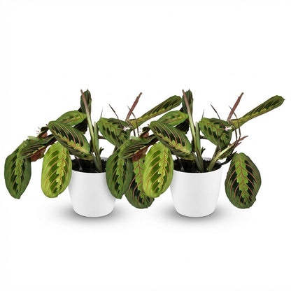 Kamerplant 2x Maranta Fascinator Tricolour - Gebedsplant - Pot Ø 12cm Hoogte ↕ 25cm