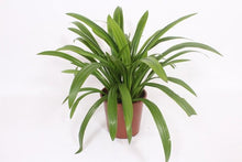 Kamerplant - Hymenocallis Speciosa - Pot Ø 27cm Hoogte ↕ 80cm