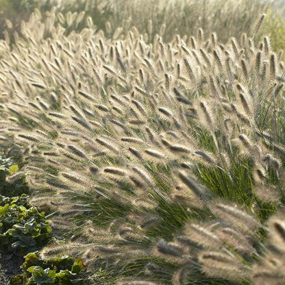 Buitenplant 12x Pennisetum alopecuroides 'Hameln' - Pot Ø 9cm Hoogte ↕ 10-25cm