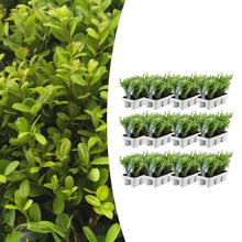 Buitenplant 12x Ilex crenata 'Jenny' - Winterhard - Pot Ø 7cm Hoogte ↕ 15cm