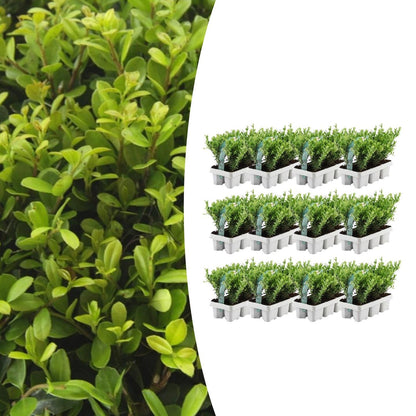 Buitenplant 12x Ilex crenata 'Jenny' - Winterhard - Pot Ø 7cm Hoogte ↕ 15cm