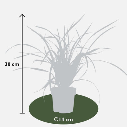 Buitenplant 6x Carex morrowi 'Irish Green' - Pot Ø 14cm Hoogte ↕ 25cm
