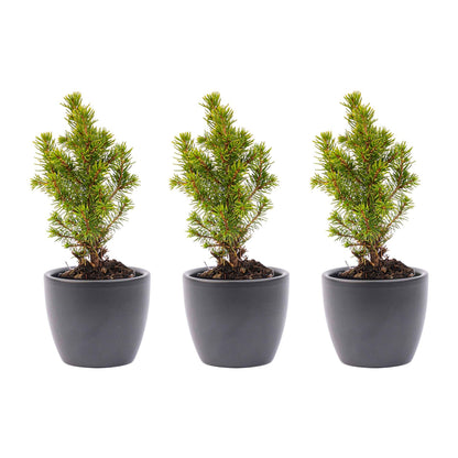 Mini-kerstboom set van 6 inclusief pot