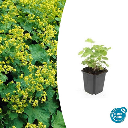 Buitenplant 48x Alchemilla mollis - Bloeiend - Pot Ø 9cm Hoogte ↕ 10-25cm