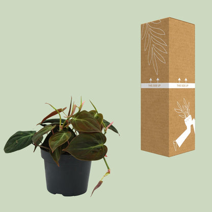 Kamerplant - Philodendron Micans - Pot Ø 12cm Hoogte ↕ 15cm