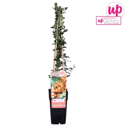 Buitenplant - Pyracantha 'Soleil dOr' - Bloeiend - Pot Ø 15cm Hoogte ↕ 65cm