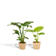 Kamerplant - Strelitzia Nicolai ↕85cm + Alocasia Macrorrhiza ↕70cm - Met mand - Pot Ø 19cm