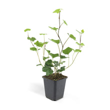 Buitenplant 48x Hedera Hibernica - Groenblijvend - Pot Ø 9cm Hoogte ↕ 10-25cm
