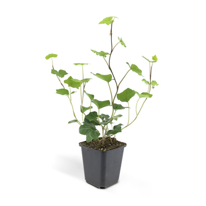 Buitenplant 48x Hedera Hibernica - Groenblijvend - Pot Ø 9cm Hoogte ↕ 10-25cm