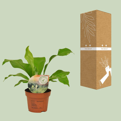 Kamerplant - Asplenium nidus - Pot Ø 12cm Hoogte ↕ 35cm