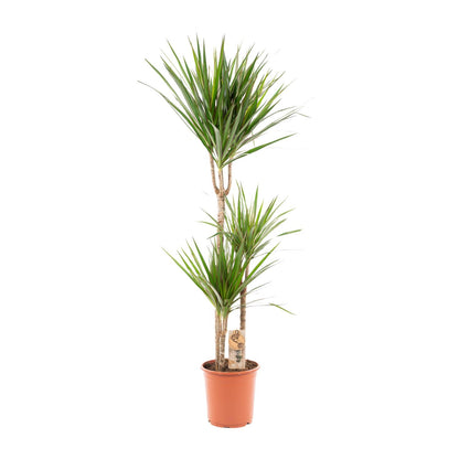 XL kamerplant - Dracaena Marginata - Pot Ø 21cm Hoogte ↕ 110cm