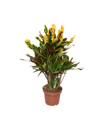 Kamerplant - Croton Mammi - Pot Ø 14cm Hoogte ↕ 50cm