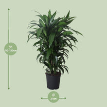XL plant Dracaena Fragrans Janet Craig - Luchtzuiverend - Pot Ø 27cm Hoogte ↕ 120cm